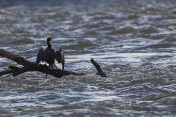 Obraz premium Cormoran à la Loire