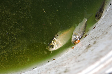 Half dead Prussian carps in green water in a plastic bucket