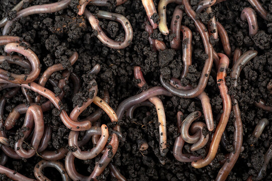 Group of  living earthworms for fishing in the soil, as background. Worms on wet soil, gardening concept.