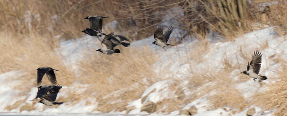 Stado wron zrywa się do lotu © Grzegorz