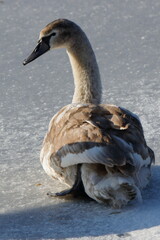Młody łabędź na lodzie © Grzegorz