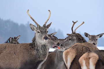 Portrait eines jungen Rothirsch im Winter im Gehege inmitten mehrerer Rehe