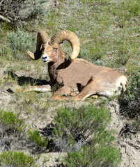 Bighorn sheep ram male with large horns laying on grassy hillside in Colorado, Rocky Mountains, USA