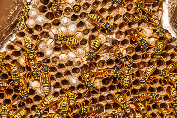 Yellow Jacket Wasps and Larvae on Nest in Spain, Adult Insects © Felipe Rodríguez