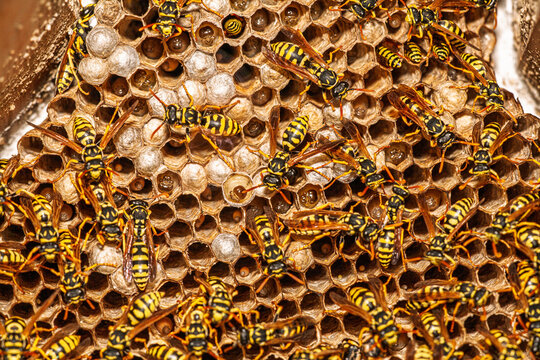 Yellow Jacket Wasps and Larvae on Nest in Spain, Adult Insects
