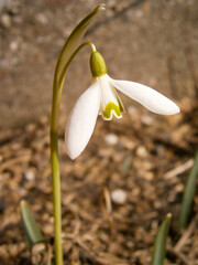 Obraz premium White snowdrop flower galanthus nivalis blooming in early spring garden soil