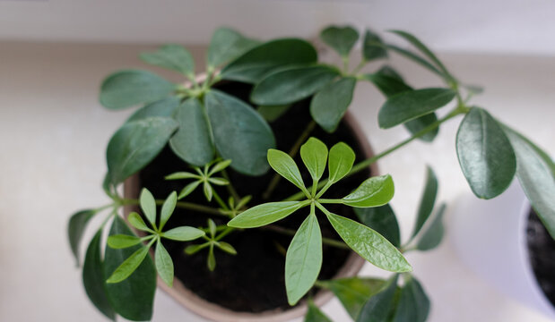 Schefflera arboricola green houseplant in pot on windowsill (heptapleurum arboricola, araliaceae, umbrella tree)