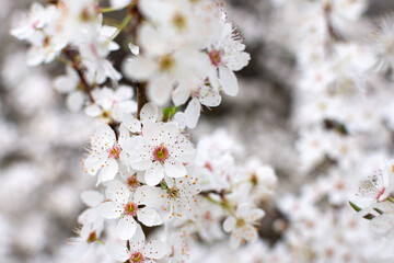 Obraz premium Blooming branch with white blooms