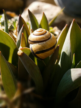 Land snail shell on green garden plant also known as cepaea nemoralis, shelled gastropod, terrestrial pulmonate gastropod molluscsin