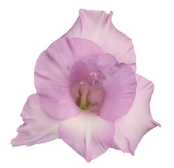 gladioli flower
