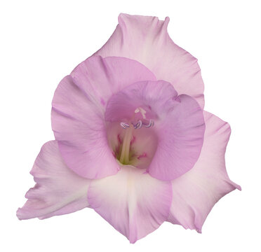 gladioli flower