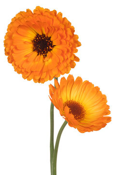 English Marigold Flower