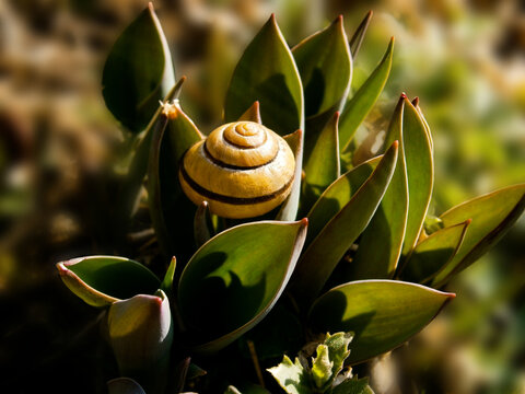 Land snail shell on green garden plant also known as cepaea nemoralis, shelled gastropod, terrestrial pulmonate gastropod molluscsin