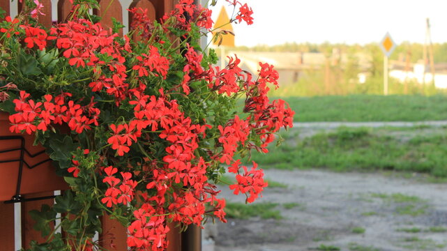Red flowers ivy-leaved geraniums in a brown balcony planter box, pelargonium peltatum