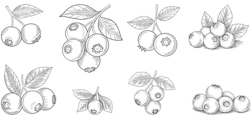 Blueberry branch hand drawn ink engraving set. Isolated blueberry illustration in vintage engraving.
