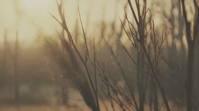 Soft golden light filtering through dormant tree branches and dry field vegetation, creating a calm and serene nature scene with a dreamy, ethereal bokeh effect