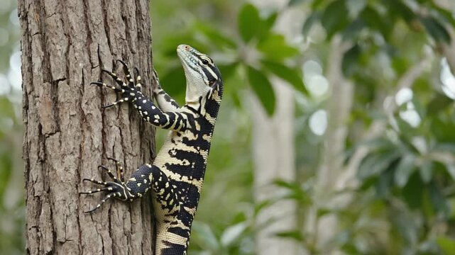 australian lace monitor on a tree video