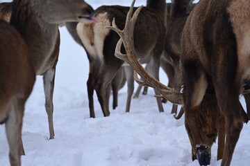 M&auml;chtiger Rothirsch mit prunkvollem Geweih vor mehreren Rehen im Schnee