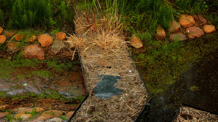 Wooden wildlife footbridge in forest over shallow water with natural vegetation © Lidia Springer