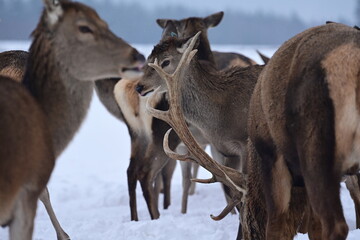 M&auml;chtiger Rothirsch mit prunkvollem Geweih vor mehreren Rehen im Schnee