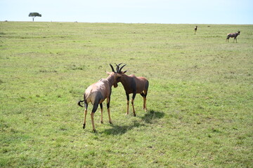 side view of two topi male deer fighting 