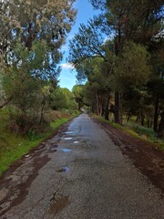 Obraz premium A path in the middle of the forest in winter
