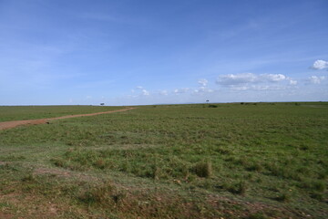 beautiful landscape of the great Masai Mara with clear sky 