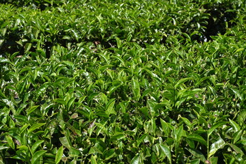 fresh lush green tea leaves 