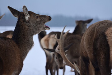 M&auml;chtiger Rothirsch mit prunkvollem Geweih vor mehreren Rehen im Schnee