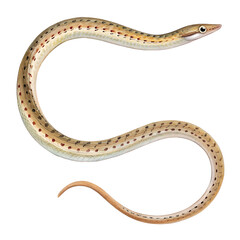 Obraz premium Illustration of a slender, spotted snake-like creature on a black background.