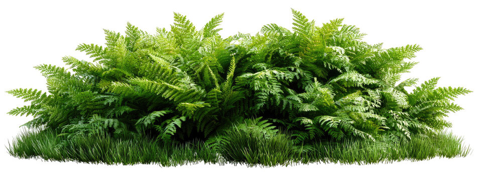 Lush fern thicket