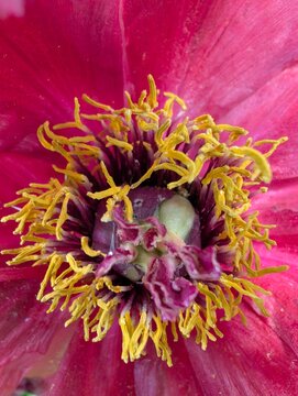 Close-up of a blooming peony flower center. Macro of the intricate center of a vibrant flower. Vivid magenta petals, bright yellow stamens, rich textures, natural complexity beauty of floral structure