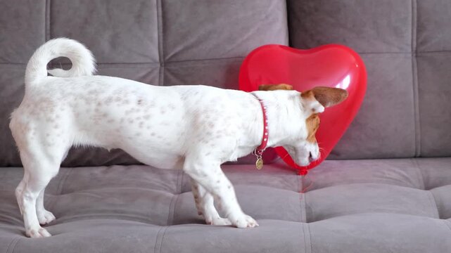 Cute Jack Russell terrier approaches red inflatable balloon heart and runs away scared. Concept of Valentine's Day, animal love and gifts. Home environment on couch. White and brown puppy in close-up