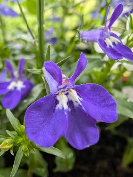 Macro of a vivid purple lobelia flower bloom with delicate white and violet markings. Softly blurred background with additional blossoms and green foliage, fresh, vibrant springtime atmosphere.