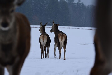 Zwei Rehe von hinten auf einer schneebedeckten Wiese
