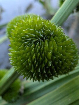 Macro view of a spiky green seed head of a bur-reed plant, with sharply defined textures and radial symmetry. Vibrant green hues, aquatic nature. Blurred background of water and stems.
