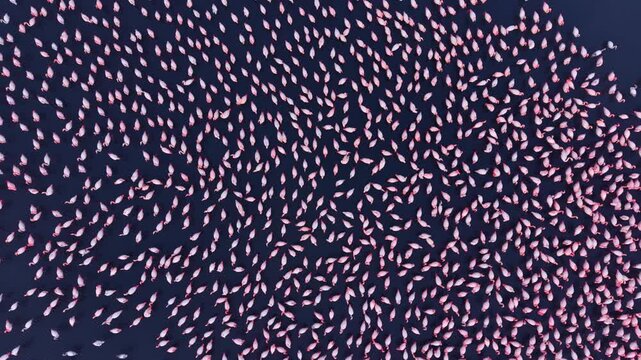A breathtaking scene unfolds as hundreds of flamingos gracefully gather in tranquil waters at sunset, creating a stunning canvas of pink against a deep blue backdrop.