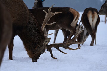 M&auml;chtiger Rothirsch mit prunkvollem Geweih vor mehreren Rehen im Schnee