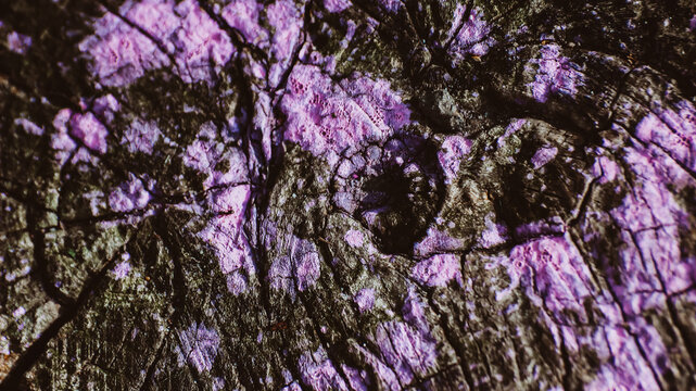 Cut tree trunk texture with purple paint splashes closeup

