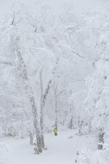 Man skiing through white snowy Hokkaido woodland winter landscape, Japan