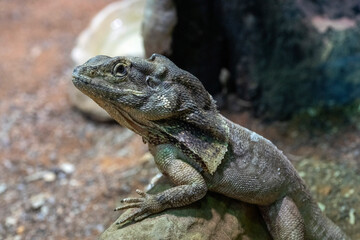 Fototapeta premium Frilled-neck Lizard (Chlamydosaurus kingii)
