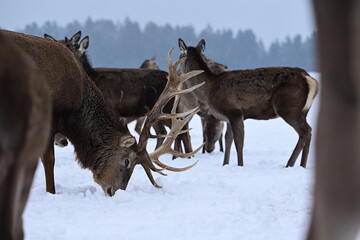 M&auml;chtiger Rothirsch mit prunkvollem Geweih vor mehreren Rehen im Schnee