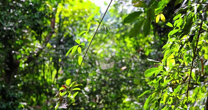 Spider hanging in web among lush green tropical forest foliage. Nature, wildlife, arachnid, jungle, ecosystem, biodiversity.