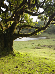 Moss tree near forest lake