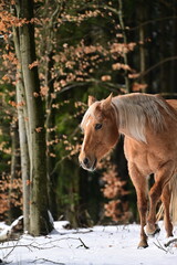Sch&ouml;nes Pferd l&auml;uft frei &uuml;ber Schnee im Laubwald