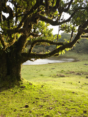Moss tree near forest lake