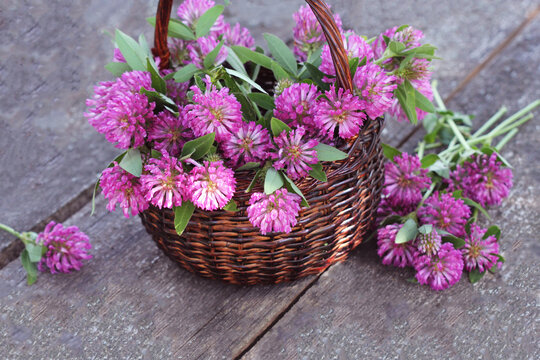 Clover flowers in a basket. Herbs harvesting of medicinal raw materials 
