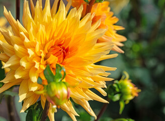 Gelb bl&uuml;hende Dahlie in einer Nahaufnahme