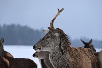 Portrait eines jungen Rothirsch im Winter im Gehege inmitten mehrerer Rehe