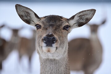 Portrait eines weiblichen Rotwildes im Winter